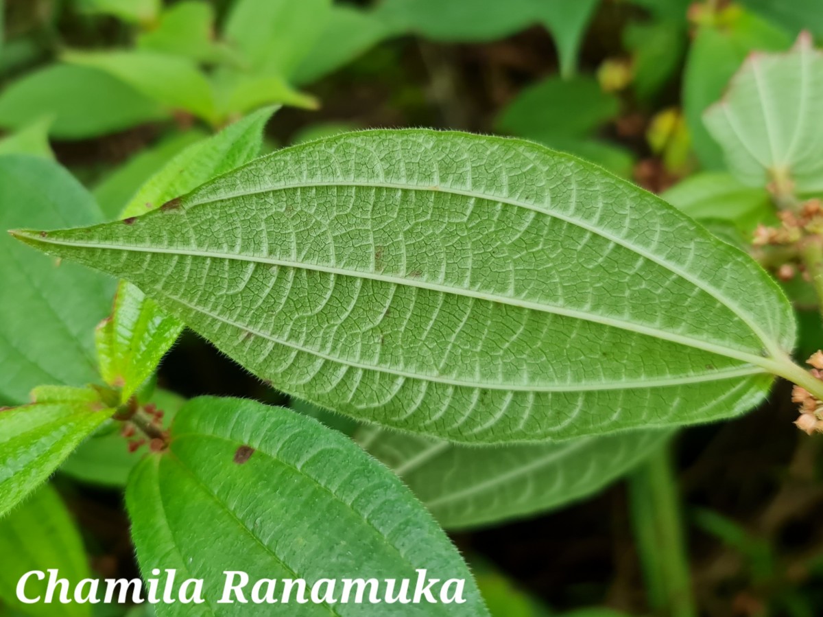 Gonostegia hirta (Hassk.) Miq.